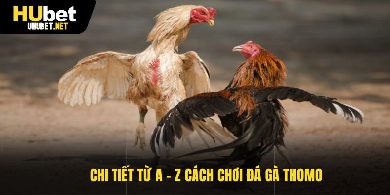 Chi tiết từ A - Z cách chơi đá gà Thomo 