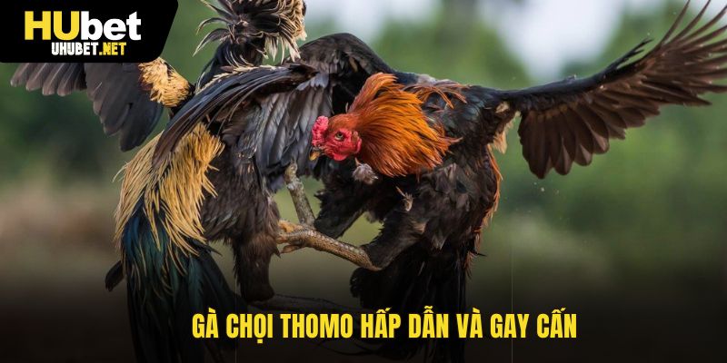 Gà chọi Thomo hấp dẫn và gay cấn