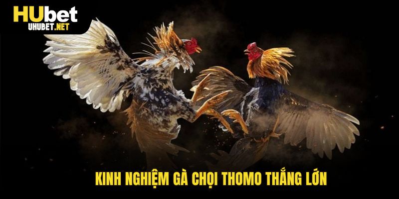 Mẹo cá cược gà chọi Thomo online thắng lớn