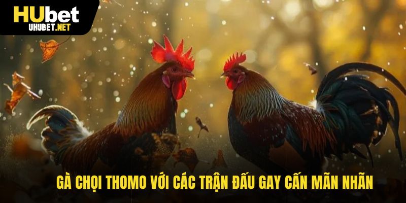 gà chọi Thomo